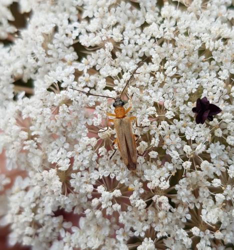 Oedemera podagrariae